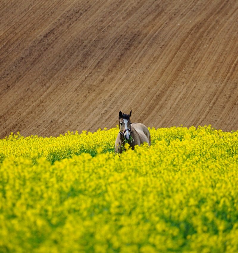 Chcąc uprawiać dorodne rośliny, musimy zagwarantować im odpowiednie warunki.